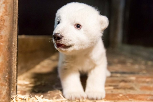 A handout picture of a polar bear cub, made available by Tierpark Berlin on January 31, 2017, shows the cub Fritz in his enclosure after its first examination in Berlin, Germany, January 12, 2017. A jury decided on the name Fritz for the cub. Picture taken January 12, 2017. Tierpark Berlin/Handout via REUTERS ATTENTION EDITORS - THIS IMAGE WAS PROVIDED BY A THIRD PARTY. EDITORIAL USE ONLY. NO RESALES. NO ARCHIVES