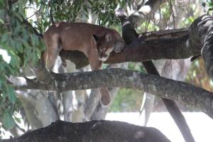 Felinos y aves son los más afectados por la falta de alimentos en el Parque del Este