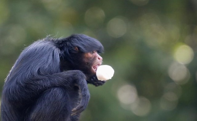 IMAGEN DE ARCHIVO.un mono araña come un helado durante un día caluroso en el zoológico de Río de Janeiro, Brasil.. 13 enero 2015. Un brote de fiebre amarilla causó la muerte de más de 600 monos y decenas de personas en la región selvática del Atlántico en Brasil, amenazando la supervivencia de primates sudamericanos poco comunes, dijo el miércoles un zoólogo. REUTERS/Sergio Moraes (BRAZIL - Tags: ANIMALS ENVIRONMENT) - RTR4L9XS
