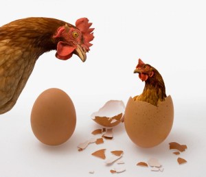 Según la ciencia ¿El huevo fue primero que la gallina?
