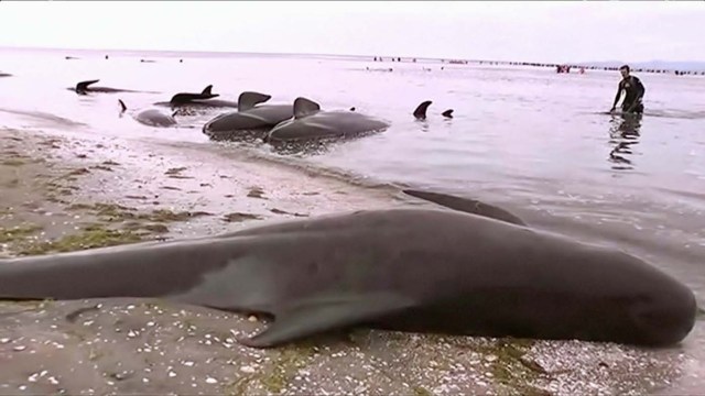 Stranded pilot whales are seen on the beach in Golden Bay, New Zealand after one of the country's largest recorded mass whale strandings on Friday, in this still frame taken from video released February 10, 2017. TV NZ/TV3 (NEW ZEALAND) via REUTERS TV ATTENTION EDITORS - NO ACCESS NEW ZEALAND. NO ACCESS NEW ZEALAND INTERNET SITES / ANY INTERNET SITE OF ANY NEW ZEALAND OR AUSTRALIAN BASED MEDIA ORGANISATIONS OR MOBILE PLATFORMS. EDITORIAL USE ONLY. NO RESALES. NO ARCHIVE. NEW ZEALAND OUT. NO COMMERCIAL OR EDITORIAL SALES IN NEW ZEALAND. AUSTRALIA OUT. NO COMMERCIAL OR EDITORIAL SALES IN AUSTRALIA.