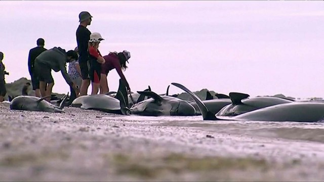 People look at stranded pilot whales seen on the beach in Golden Bay, New Zealand after one of the country's largest recorded mass whale strandings on Friday, in this still frame taken from video released February 10, 2017. TV NZ/TV3 (NEW ZEALAND) via REUTERS TV ATTENTION EDITORS - NO ACCESS NEW ZEALAND. NO ACCESS NEW ZEALAND INTERNET SITES / ANY INTERNET SITE OF ANY NEW ZEALAND OR AUSTRALIAN BASED MEDIA ORGANISATIONS OR MOBILE PLATFORMS. EDITORIAL USE ONLY. NO RESALES. NO ARCHIVE. NEW ZEALAND OUT. NO COMMERCIAL OR EDITORIAL SALES IN NEW ZEALAND. AUSTRALIA OUT. NO COMMERCIAL OR EDITORIAL SALES IN AUSTRALIA.