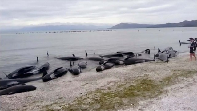 Stranded pilot whales are seen on the beach in Golden Bay, New Zealand after one of the country's largest recorded mass whale strandings on Friday, in this still frame taken from video released February 10, 2017. TV NZ/TV3 (NEW ZEALAND) via REUTERS TV ATTENTION EDITORS - NO ACCESS NEW ZEALAND. NO ACCESS NEW ZEALAND INTERNET SITES / ANY INTERNET SITE OF ANY NEW ZEALAND OR AUSTRALIAN BASED MEDIA ORGANISATIONS OR MOBILE PLATFORMS. THIS IMAGE HAS BEEN PROVIDED BY A THIRD PARTY. EDITORIAL USE ONLY. NO RESALES. NO ARCHIVE. NEW ZEALAND OUT. NO COMMERCIAL OR EDITORIAL SALES IN NEW ZEALAND. AUSTRALIA OUT. NO COMMERCIAL OR EDITORIAL SALES IN AUSTRALIA. TPX IMAGES OF THE DAY