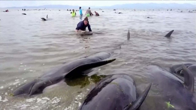 People stand next to stranded pilot whales seen in the water on the beach in Golden Bay, New Zealand after one of the country's largest recorded mass whale strandings on Friday, in this still frame taken from video released February 10, 2017. TV NZ/TV3 (NEW ZEALAND) via REUTERS TV ATTENTION EDITORS - NO ACCESS NEW ZEALAND. NO ACCESS NEW ZEALAND INTERNET SITES / ANY INTERNET SITE OF ANY NEW ZEALAND OR AUSTRALIAN BASED MEDIA ORGANISATIONS OR MOBILE PLATFORMS. THIS IMAGE HAS BEEN PROVIDED BY A THIRD PARTY. EDITORIAL USE ONLY. NO RESALES. NO ARCHIVE. NEW ZEALAND OUT. NO COMMERCIAL OR EDITORIAL SALES IN NEW ZEALAND. AUSTRALIA OUT. NO COMMERCIAL OR EDITORIAL SALES IN AUSTRALIA.