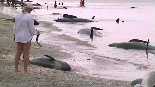 People look at stranded pilot whales seen on the beach in Golden Bay, New Zealand after one of the country's largest recorded mass whale strandings on Friday, in this still frame taken from video released February 10, 2017. TV NZ/TV3 (NEW ZEALAND) via REUTERS TV ATTENTION EDITORS - NO ACCESS NEW ZEALAND. NO ACCESS NEW ZEALAND INTERNET SITES / ANY INTERNET SITE OF ANY NEW ZEALAND OR AUSTRALIAN BASED MEDIA ORGANISATIONS OR MOBILE PLATFORMS. THIS IMAGE HAS BEEN PROVIDED BY A THIRD PARTY. EDITORIAL USE ONLY. NO RESALES. NO ARCHIVE. NEW ZEALAND OUT. NO COMMERCIAL OR EDITORIAL SALES IN NEW ZEALAND. AUSTRALIA OUT. NO COMMERCIAL OR EDITORIAL SALES IN AUSTRALIA.