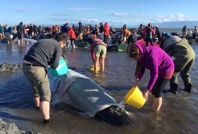 Volunteers pour water onto some of the hundreds of stranded pilot whales still alive after one of the country's largest recorded mass whale strandings, in Golden Bay, at the top of New Zealand's South Island, February 10, 2017. REUTERS/Anthony Phelps