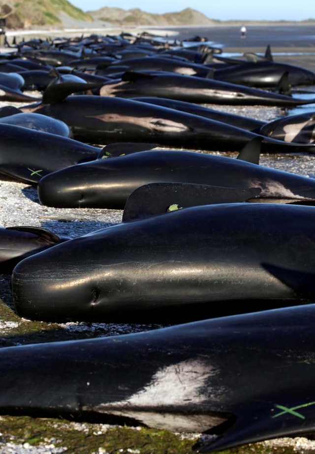 Some of the hundreds of stranded pilot whales marked with an 'X' to indicate they have died can be seen together after one of the country's largest recorded mass whale strandings, in Golden Bay, at the top of New Zealand's South Island, February 10, 2017. REUTERS/Anthony Phelps