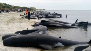 Más de 400 ballenas murieron encalladas en una playa de Nueva Zelanda (FOTOS)
