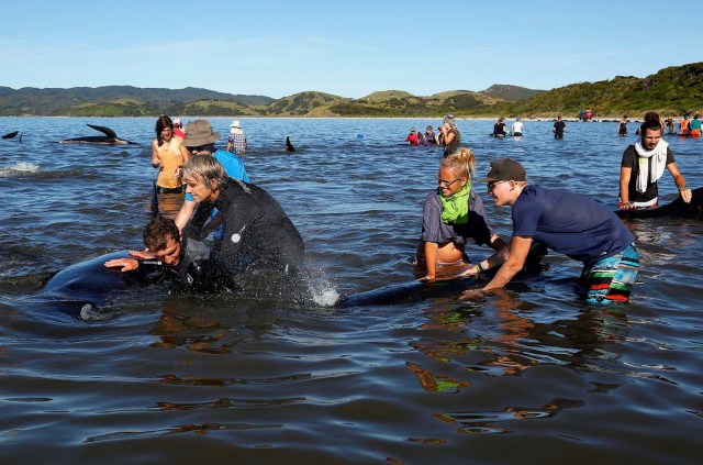 Volunteers try to guide some of the stranded pilot whales still alive back out to sea after one of the country's largest recorded mass whale strandings, in Golden Bay, at the top of New Zealand's South Island, February 11, 2017. REUTERS/Anthony Phelps