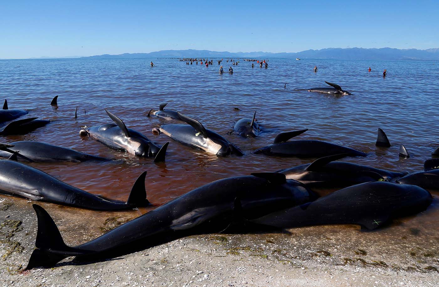 Encallan otras 200 ballenas en Nueva Zelanda pese a esfuerzos de voluntarios