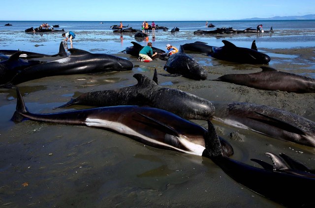 Volunteers try to assist stranded pilot whales that came to shore in the afternoon after one of the country's largest recorded mass whale strandings, in Golden Bay, at the top of New Zealand's South Island, February 11, 2017. REUTERS/Anthony Phelps