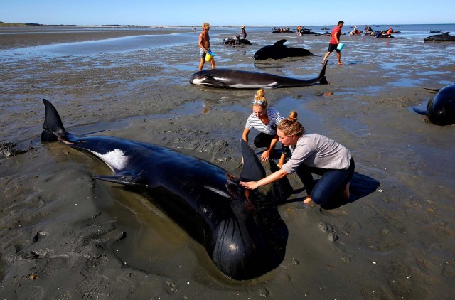 Volunteers try to assist stranded pilot whales that came to shore in the afternoon after one of the country's largest recorded mass whale strandings, in Golden Bay, at the top of New Zealand's South Island, February 11, 2017. REUTERS/Anthony Phelps