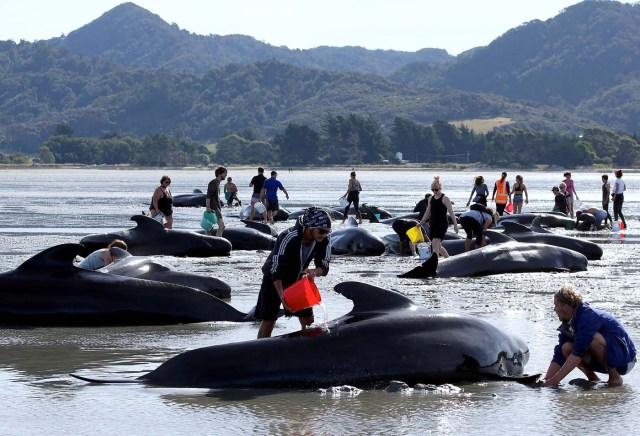 Volunteers try to assist some more stranded pilot whales that came to shore in the afternoon after one of the country's largest recorded mass whale strandings, in Golden Bay, at the top of New Zealand's South Island, February 11, 2017. REUTERS/Anthony Phelps