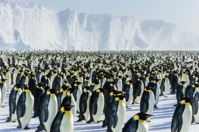 Una experiencia única: estar rodeado por pingüinos emperadores sin que ninguno se perturbe