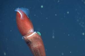 El extraño calamar que se pone bizco para ver (Video)