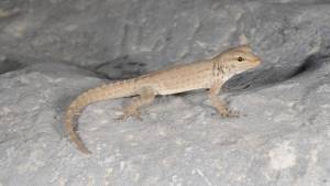 El lagarto que ocultaba 14 especies diferentes