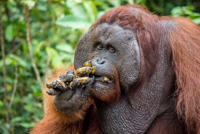 orangután en Indonesia