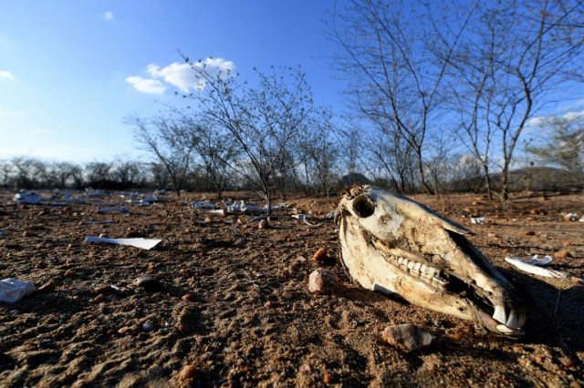 The remains of dozens of cows and donkeys are seen in the rural area of Quixeramobim, in Ceara State, on February 8, 2017, during the worst drought in a century in the Brazilian Northeast.  / AFP PHOTO / EVARISTO SA / TO GO WITH AFP STORY BY CAROLA SOLE