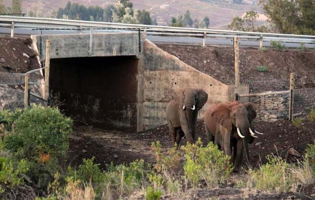 12. Paso bajo nivel para elefantes en Kenya