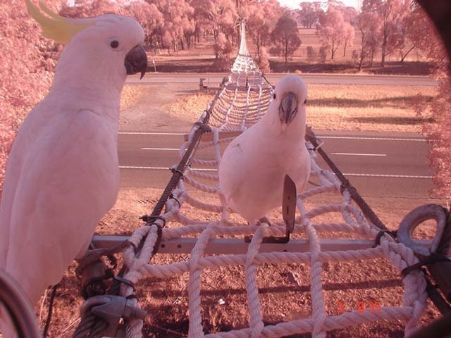 24. Puente de soga para ardillas y pájaros en Victoria, Australia