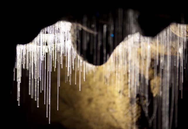 Glowworm Caves, Isla Norte, Nueva Zelanda La cueva, poblada de luciérnagas de la especie Arachnocampa luminosa, tiene acceso solo por agua. El interior de la caverna está iluminado solo por el brillo de los insectos bioluminiscentes que cuelgan del techo y crean una vista realmente imperdible.