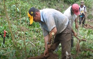 Confagan: Plan de siembra en Venezuela requiere un millón de toneladas de fertilizantes