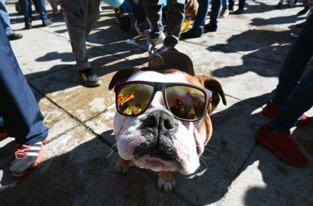 Scores of English bulldogs owners massively gather to set a Guinness Record in Mexico City on February 26, 2017. The total number of dogs gathered was of 950. / AFP PHOTO / ALFREDO ESTRELLA