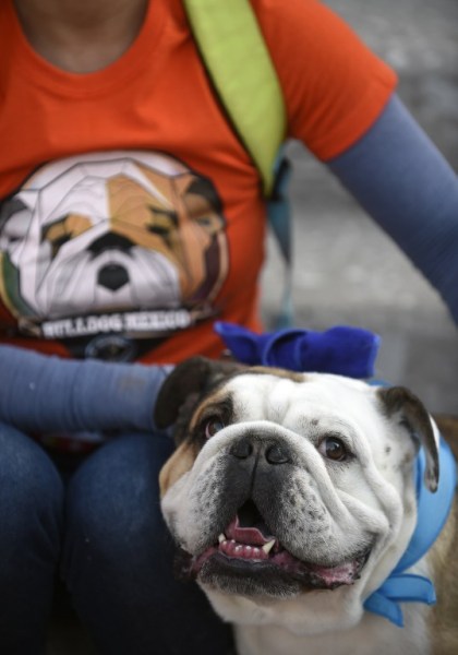 Scores of English bulldogs owners massively gather to set a Guinness Record in Mexico City on February 26, 2017. The total number of dogs gathered was of 950. / AFP PHOTO / ALFREDO ESTRELLA