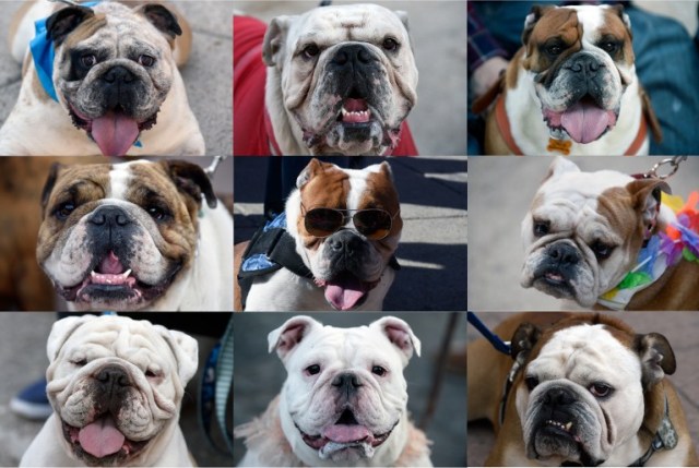 Composite image made with the pictures of nine of the English bulldogs taken by their owners to a massive gathering in an intent to set a Guinness Record in Mexico City on February 26, 2017. The total number of dogs gathered was of 950. / AFP PHOTO / ALFREDO ESTRELLA