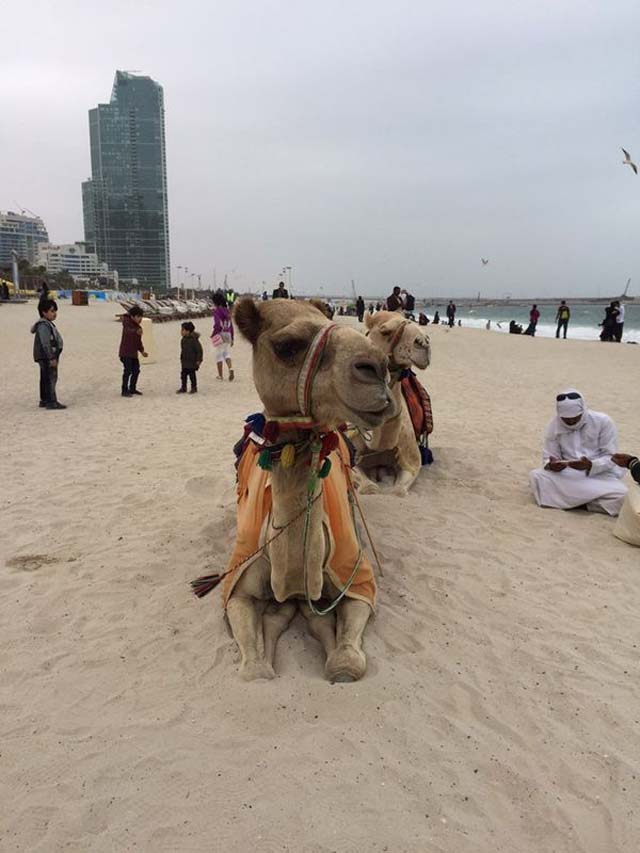 Dos camellos en primer plano que sirven de medio de transporte, en compañía de un hombre con traje tradicional árabe y su tablet de consulta. De fondo, los imponentes edificios de la ciudad