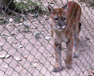 Por presunta negligencia muere puma del zoológico de Caricuao