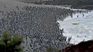 Más de un millón de pingüinos colman la reserva de Punta Tombo en Argentina