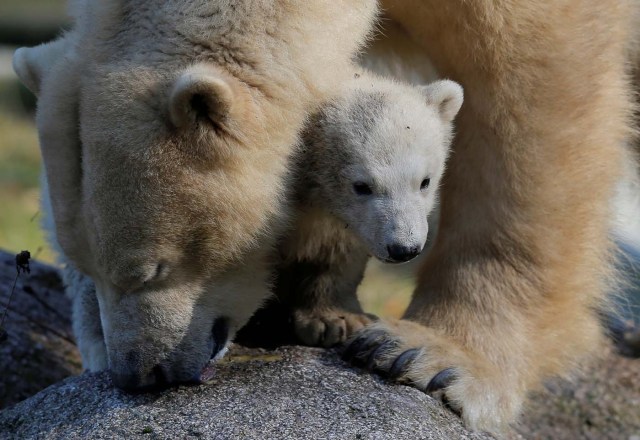 Female Polar bear cub Nanuq (polar bear in the Inuit language), born on November 7, 2016, is pictured with it's mother Sesi during it's first presentation to the public to mark international polar bear day at the zoo of Mulhouse, France, February 27, 2017. REUTERS/Vincent Kessler