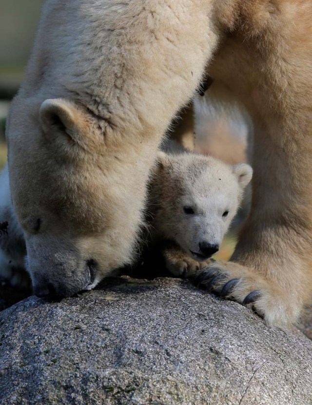 Female Polar bear cub Nanuq (polar bear in the Inuit language), born on November 7, 2016, is pictured with its mother Sesi during her first presentation to the public to mark the international polar bear day at the zoo of Mulhouse, France, February 27, 2017. REUTERS/Vincent Kessler