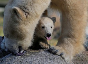 Conoce a Nanuq, la bebé oso polar nacida en zoo de Francia (fotos)