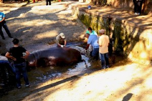 Muere hipopótamo atacado por humanos en un zoológico de El Salvador