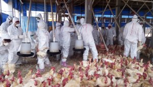 Nueva mutación de la gripe aviar podría resistir antivirales