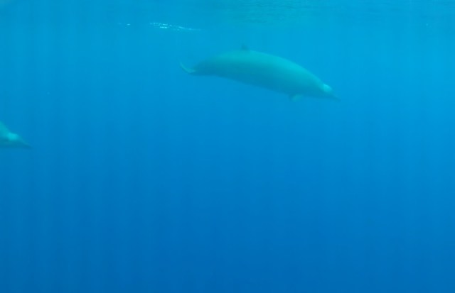 ballenas-curiosas-por-primera-vez-vistas