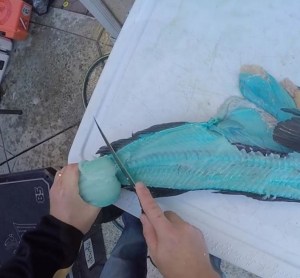 No es un chiste… Capturan un pez de carne azul en EEUU (+video +WTF)