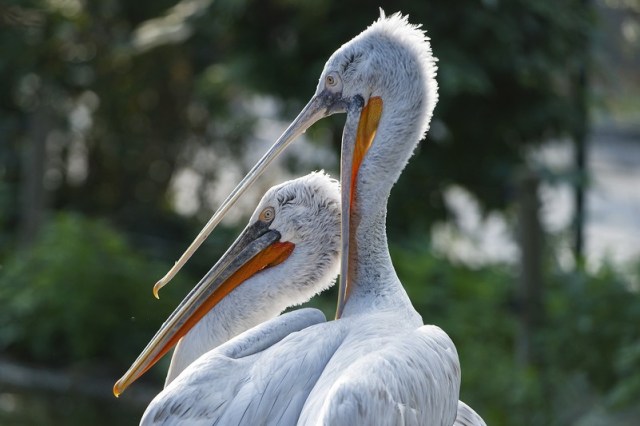 pelicanos Schönbrunn zoologico
