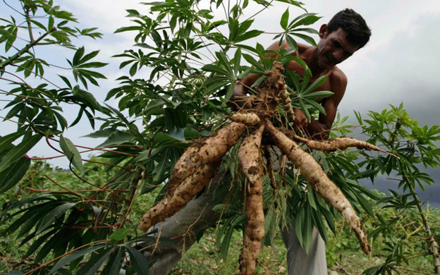 La yuca amarga que venden en Zulia podría estar llegando de Colombia