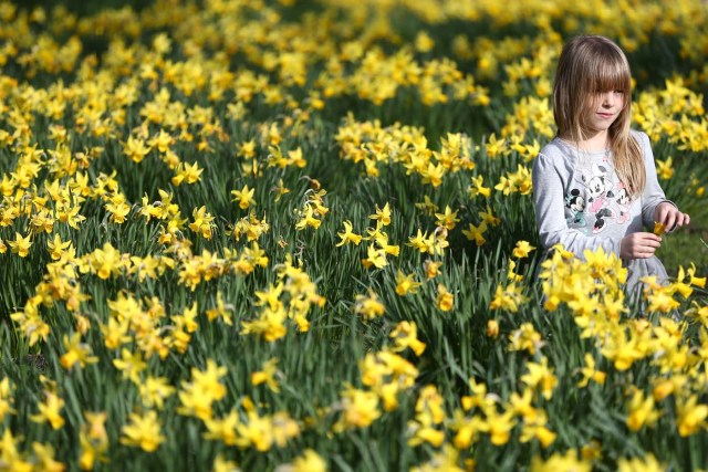A girl plays amongst daffodils in St James Park in London, Britain March 11, 2017. REUTERS/Neil Hall