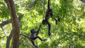 Un granjero mata a su vecino de 12 años al confundirlo con un mono en Sudáfrica