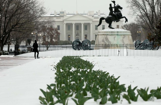 Flowers protrude from the snow as a woman stops to gaze out at the White House from Lafayette Park in Washington, U.S., March 14, 2017. REUTERS/Kevin Lamarque