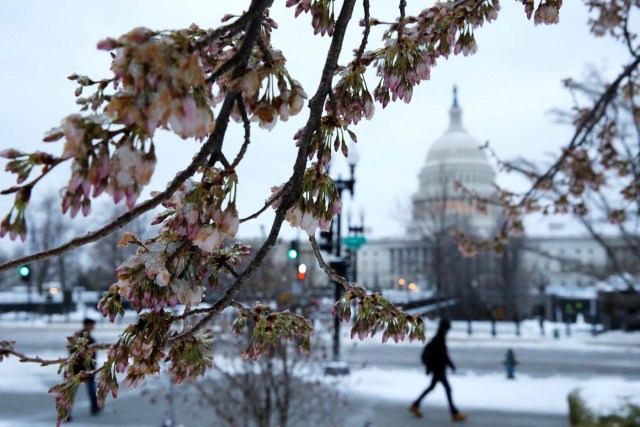 Ice coats a tree that had already begun to blossom for spring, as frozen rain falls on Capitol Hill, in Washington, U.S. March 14, 2017. REUTERS/Jonathan Ernst