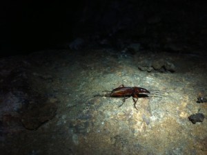 Encuentran por accidente en China una nueva especie de escarabajo