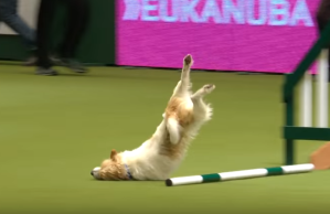 Este perro obtuvo el título al peor competidor, pero se ganó el corazón de todos (Video)