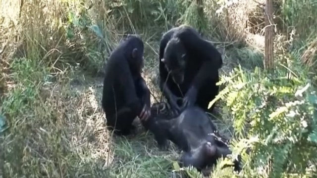 Chimpances