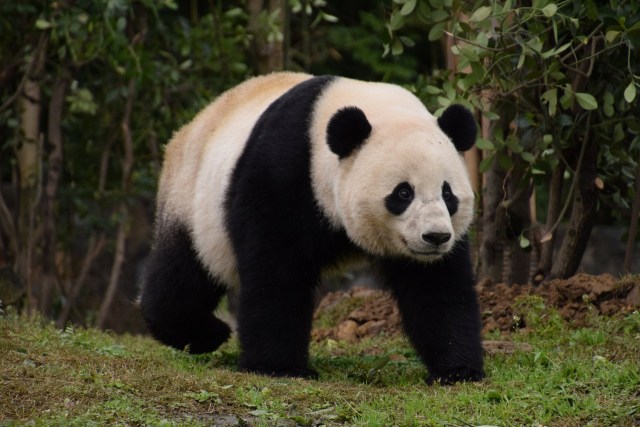 U.S.-born giant female panda Bao Bao walks at her new home, Chengdu Research Base of Giant Panda Breeding, in Chengdu, Sichuan province, China February 23, 2017. China Daily/via REUTERS ATTENTION EDITORS - THIS PICTURE WAS PROVIDED BY A THIRD PARTY. EDITORIAL USE ONLY. CHINA OUT. NO COMMERCIAL OR EDITORIAL SALES IN CHINA. TPX IMAGES OF THE DAY