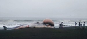 Hallan una ballena varada con una extraña protuberancia en las costas chilenas (fotos)